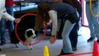 Activités médiation animale avec des élèves de première Bac Pro « Conduite et Gestion d’une Entreprise du Secteur Canin et Félin