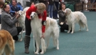 Visite du salon international du chien le 27 janvier 2013
